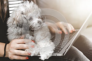 Portrait of a young woman typing and working on laptop with poodle puppy resting on her legs looking at the screen - friendship