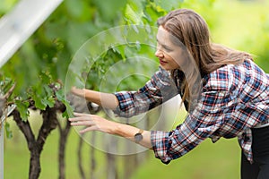 Portrait of a young woman in the vineyard