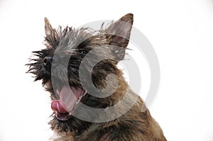 Portrait of a young yawning cairn terrier