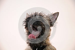 Portrait of a young yawning cairn terrier