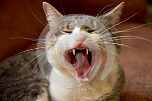Portrait of young yawning gray white cat with blindfolded eyes and long white whiskers on brown blurred background