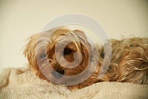 Portrait of a young Yorkshire dog with a pretty light fur