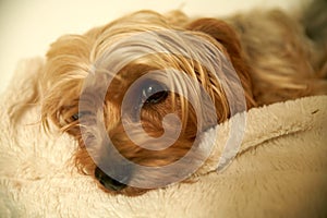 Portrait of a young Yorkshire dog with a pretty light fur