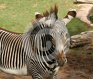 A Portrait of a Young Zebra photo