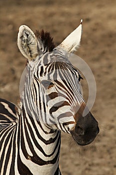 Portrait of a zebra