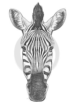 Portrait of Zebra.