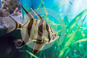 portrait of a zebra Angelfish against a background of water and algae