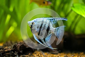 portrait of a zebra Angelfish in tank fish with blurred background