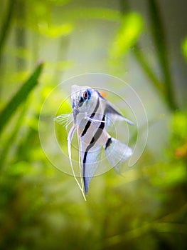 Portrait of a zebra Angelfish in tank fish with blurred background Pterophyllum scalare