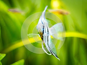 Portrait of a zebra Angelfish in tank fish with blurred background Pterophyllum scalare