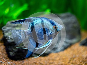 Portrait of a zebra Angelfish in tank fish with blurred background Pterophyllum scalare