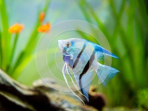 Portrait of a zebra Angelfish in tank fish with blurred background Pterophyllum scalare photo