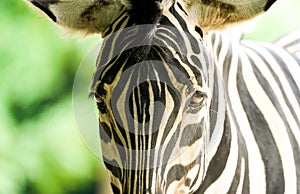 Portrait of a zebra. Animal in close-up.