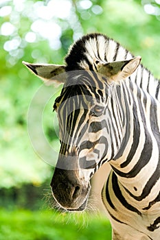 Portrait of a zebra. Animal in close-up.