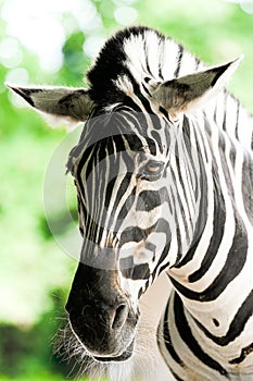 Portrait of a zebra. Animal in close-up.