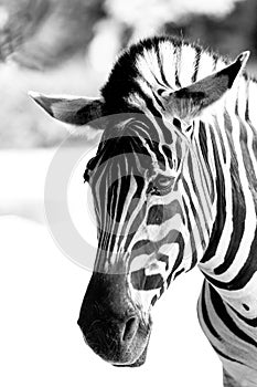 Portrait of a zebra. Animal in close-up.