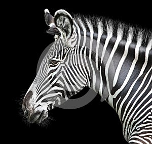 Portrait of zebra