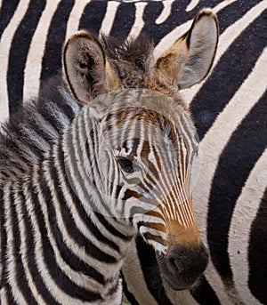 Portrait of a zebra. Close-up. Kenya. Tanzania. National Park. Serengeti. Maasai Mara.