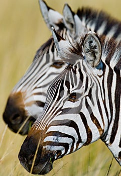 Portrait of a zebra. Close-up. Kenya. Tanzania. National Park. Serengeti. Maasai Mara.