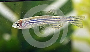 Portrait of a Zebra Danio photo