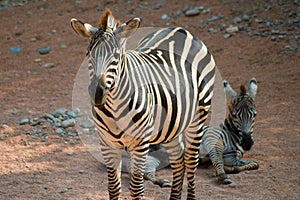 Portrait of zebra in the desert