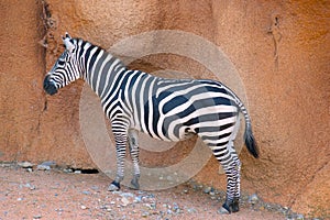 Portrait of zebra in the desert