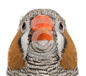 Portrait of Zebra Finch, Taeniopygia guttata