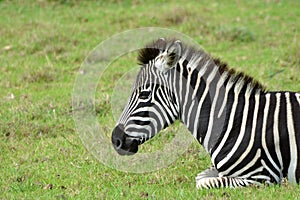 Portrait of a Zebra foal resting in the wild