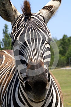 Portrait of a zebra in front