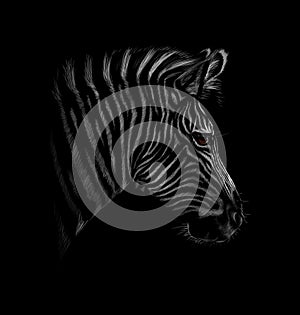 Portrait of a zebra head on a black background