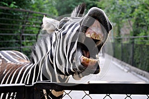 Portrait of a zebra