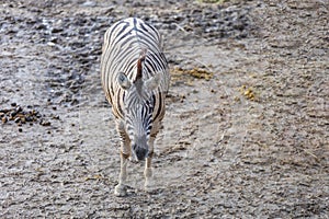 Portrait of a Zebra - Hippotigris. The background is bright