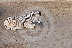 Portrait of a Zebra - Hippotigris. The background is bright