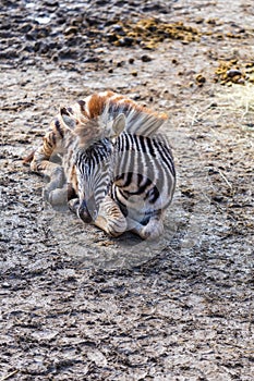 Portrait of a Zebra - Hippotigris. The background is bright