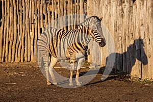 Portrait of a Zebra - Hippotigris. The background is bright