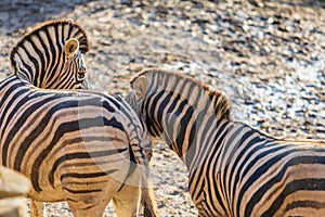 Portrait of a Zebra - Hippotigris. The background is bright