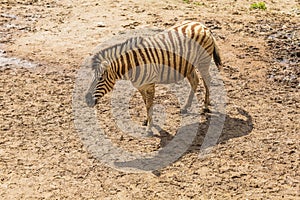 Portrait of a Zebra - Hippotigris. The background is bright