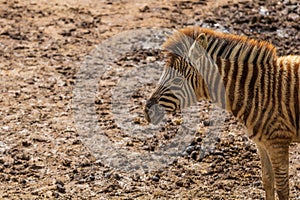 Portrait of a Zebra - Hippotigris. The background is bright