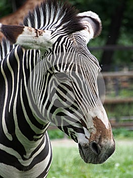 Portrait of Zebra Hippotigris, close-up.