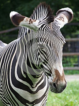Portrait of Zebra Hippotigris, close-up.