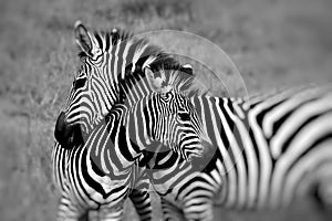 Portrait of a zebra at the kruger national park south africa