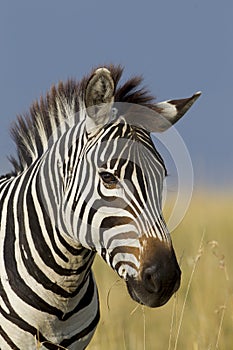 Portrait of a Zebra, Maasai Mara, Kenya