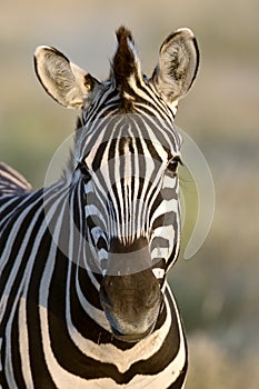 Zebra