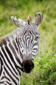 A portrait of a zebra in Nakuru National Park in Kenya