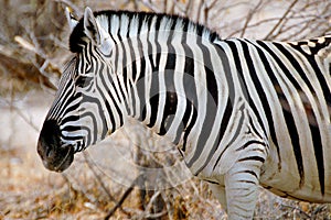 Portrait Zebra photo