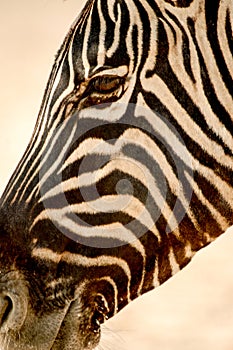 Portrait Zebra photo