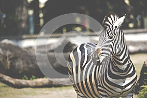 Portrait of Zebra on Serengeti Tanzania Africa