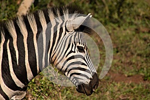 Portrait of a zebra in south africa