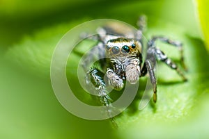 Portrait of a zebra spider