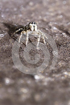 Portrait of a zebra spider